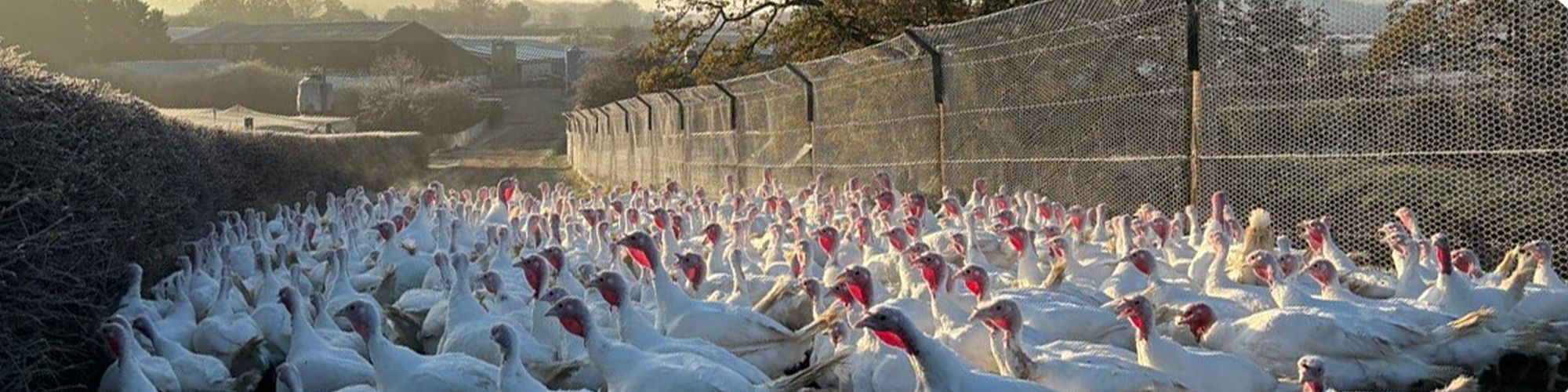 Heart of England Farms - Christmas Turkeys, Cockerels and Geese